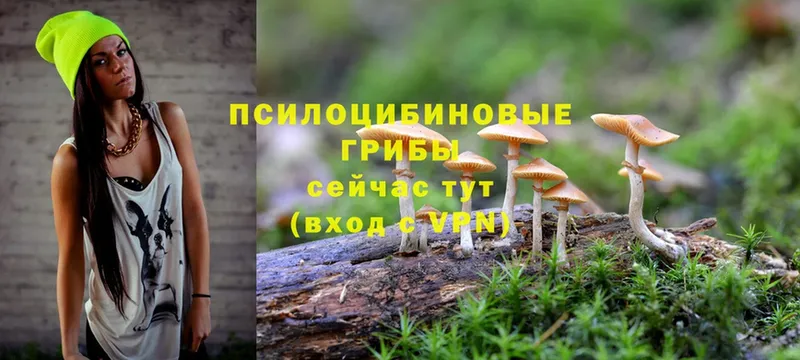 Галлюциногенные грибы Cubensis  Кыштым 